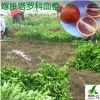 塔罗科血橙树苗 四川嫁接血橙苗批发 资中血橙苗 塔罗科血橙批发