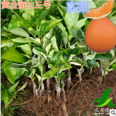 园林绿化平台 园林绿化网 苗木网 苗圃网 苗木报价网 园林招标网 园林苗木网 园林工程网 景观设计网 园林机械网 绿化苗木网 园林绿化平台 园林绿化网 苗木网 苗圃网 苗木报价网 园林招标网 园林苗木网 园林工程网 景观设计网 园林机械网 绿化苗木网