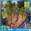 苏铁批发 铁树盆栽 绿化苗木 工程绿化苗