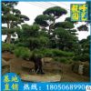 罗汉松批发 福建绿化苗木 日本造型松供应
