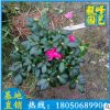 西洋杜鹃 杜鹃花盆栽 低价供应 室内花卉