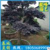 红花继木价格 盆栽花卉 规格齐全 大量供应 基地直销
