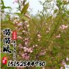 樱花树 规格齐全基地直销 成活率高 绿化 日本嫁接樱花 批发