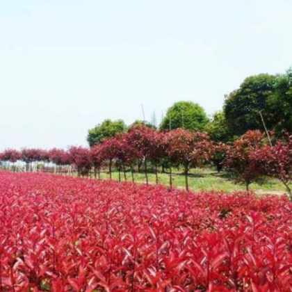 南阳市宛城区南都苗木种植农民专业合作社种植销售红叶石楠