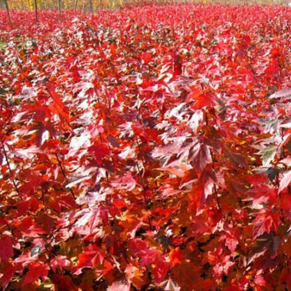 南阳市宛城区南都苗木种植农民专业合作社种植销售红枫