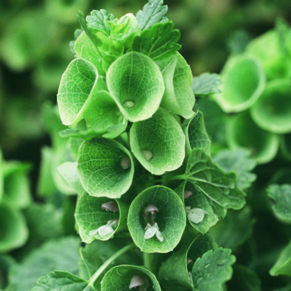 郴州绿欣花卉 贝壳花