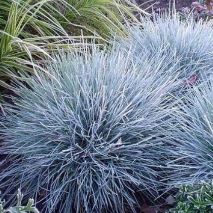 郴州绿欣花卉 蓝羊茅