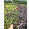 供应红花继木杯苗 红花继木球 绿化工程苗木
