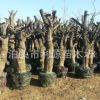 常年大量供应古桩枣树、老枣树、绿化枣树、直径30-100公分枣树