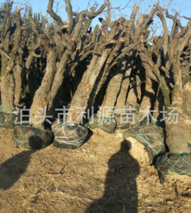 专供古枣树 绿化枣树 欢迎订购 13102707330 18732726541
