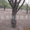 大规格枣树大量出售地径15-40公分的观赏性大规格枣树苗