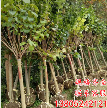 基地直销丁香苗 批发丁香花树苗丁香花小苗丛生紫丁香苗园林绿化