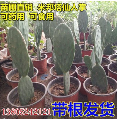 批发正宗墨西哥米邦塔食用仙人掌苗 盆栽苗木 多肉植物 消炎 美容