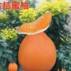 四川学基地直销柚子树苗 一年金橘蜜柚黄金蜜柚3号小苗木