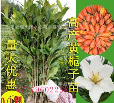 高产黄栀子苗中药材黄枝子树苗绿化庭院盆栽单瓣花香茶野生桅子苗图3