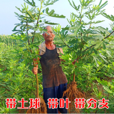 无花果树苗盆栽地栽无花果苗南方北方种植庭院植物当年结果苗树苗