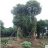 出售优质行道香樟 湖南香樟树基地 移栽大樟树.骨架发枝香樟批发