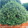 茶花苗批发 红山茶树苗 绿化工程四季常青 庭院观花植物 规格齐全