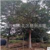 供应湖南乐昌含笶 18cm20公分乐昌含笶 大乐昌含笶树苗