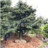 批发罗汉松 12cm原生罗汉松 12公分直生罗汉松 树形优美 可造型