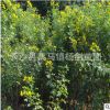 供应黄花槐 地径2cm公分黄花槐 3-4-5cm公分黄花槐 薄利多销