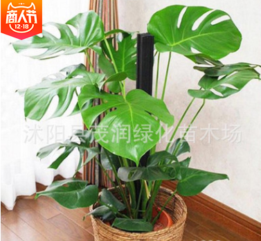 室内盆栽摆放观叶绿植净化空气吸收有害气体龟背竹花语健康长寿图3