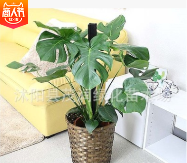 室内盆栽摆放观叶绿植净化空气吸收有害气体龟背竹花语健康长寿图2