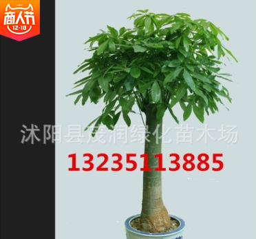 花卉绿植长青室内摆放盆栽植物独杆发财树净化客气吸甲醇图3