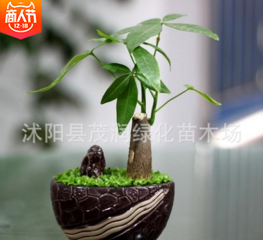 花卉绿植长青室内摆放盆栽植物独杆发财树净化客气吸甲醇图2