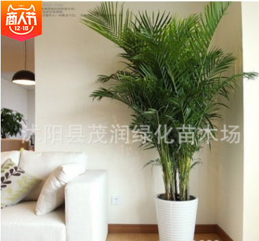 高档观叶植物室内大型绿植 散尾葵盆栽客厅办公室凤尾竹净化空气图3