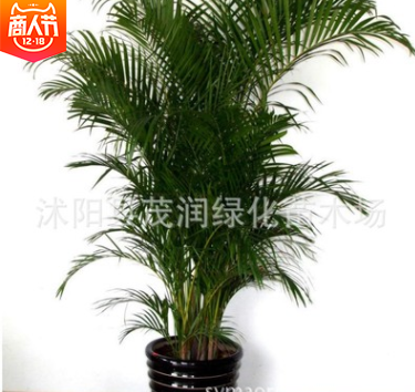 高档观叶植物室内大型绿植 散尾葵盆栽客厅办公室凤尾竹净化空气图2
