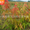 苗圃直销园林绿化彩叶乔木 鸡爪槭苗 盆栽观赏花卉植物1米高苗