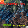 苗圃直销高档绿化工程苗西府海棠庭院观花树木树型优美规格齐全