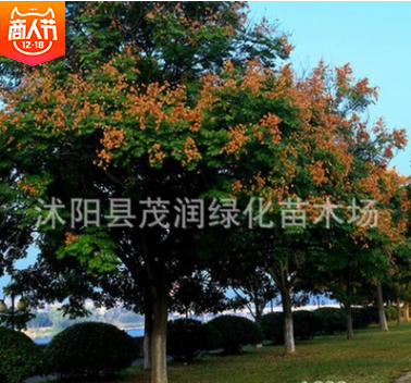 基地直销园林绿化工程树苗高行道树庭院公园大夫树、栾树.灯笼树图3