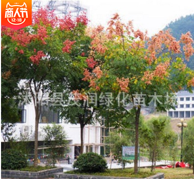 基地直销园林绿化工程树苗高行道树庭院公园大夫树、栾树.灯笼树图2