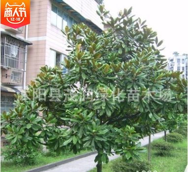 园林绿化庭院盆栽四季常青植物广玉兰苗 树姿雄伟壮丽图3