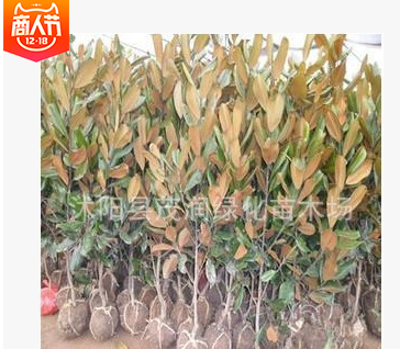 园林绿化庭院盆栽四季常青植物广玉兰苗 树姿雄伟壮丽图2