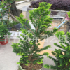 福建花卉 室内外盆景 造型树 青青花卉园艺种植 黄金柏