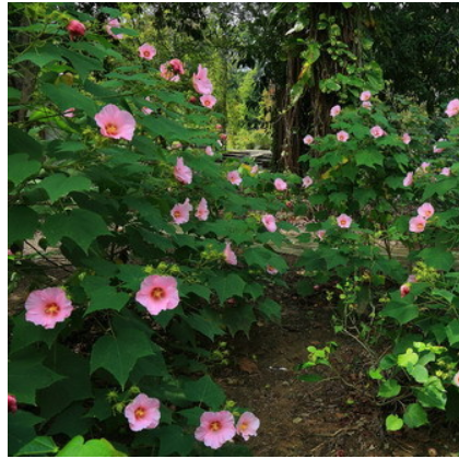 中国郴州鑫馨 木芙蓉