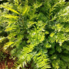 红豆杉 桂东县鑫馨花卉苗木