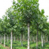 镇平县树德宏義园苗木种植供应三角枫