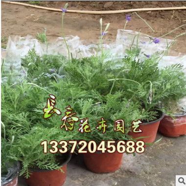 批发：薰衣草迷迭香苗盆栽室内苗木香草植物阳台四季花卉净化空气