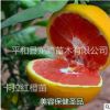卡拉卡拉红肉脐橙苗 红心橙苗 红肉橙苗 中华红脐橙苗 血橙苗