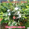 台湾西瓜芭乐苗果树苗红心番石榴种苗四季当年结果盆栽庭院种植
