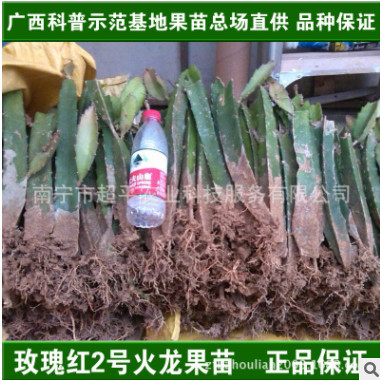 红心火龙果苗红肉火龙果树苗白心白肉麒麟果北方种植盆栽广西苗场