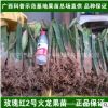 红心火龙果苗红肉火龙果树苗白心白肉麒麟果北方种植盆栽广西苗场