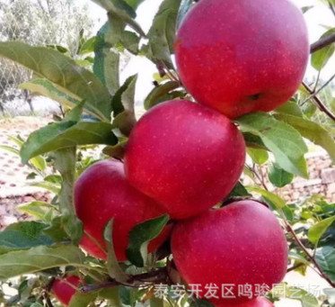 中秋王苹果 嘎啦苹果 柱状苹果 鲁丽矮化苹果树