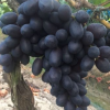 最新葡萄果苗品种黑加仑金华根深葡萄果苗基地