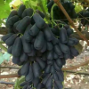 最新葡萄品种蓝宝石