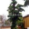 直供30cm公分湖南椤木石楠 造型椤木石楠树苗 耐寒耐热